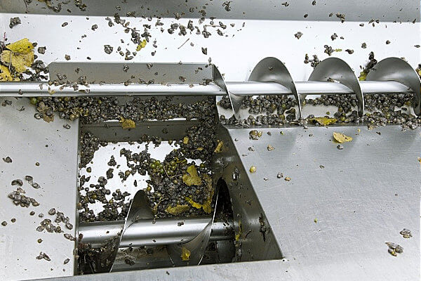 Screw Conveyor in a Winery Pushes Grapes to the Press